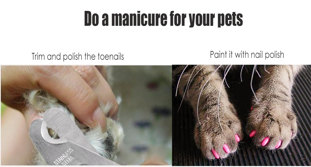 Practical Pet Nail Clipper + File Dog Cat Bird Toenail Pruning Tool Set