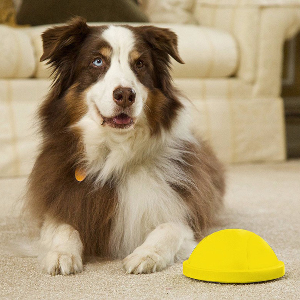Indoor Gliding Squeaky Dog Toy
