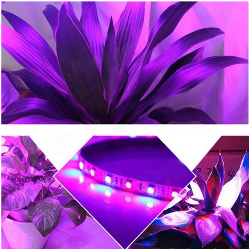 ZDM 5M Waterproof 70W 5050 RED and Blue / Group LED Plant Light Strip DC12V