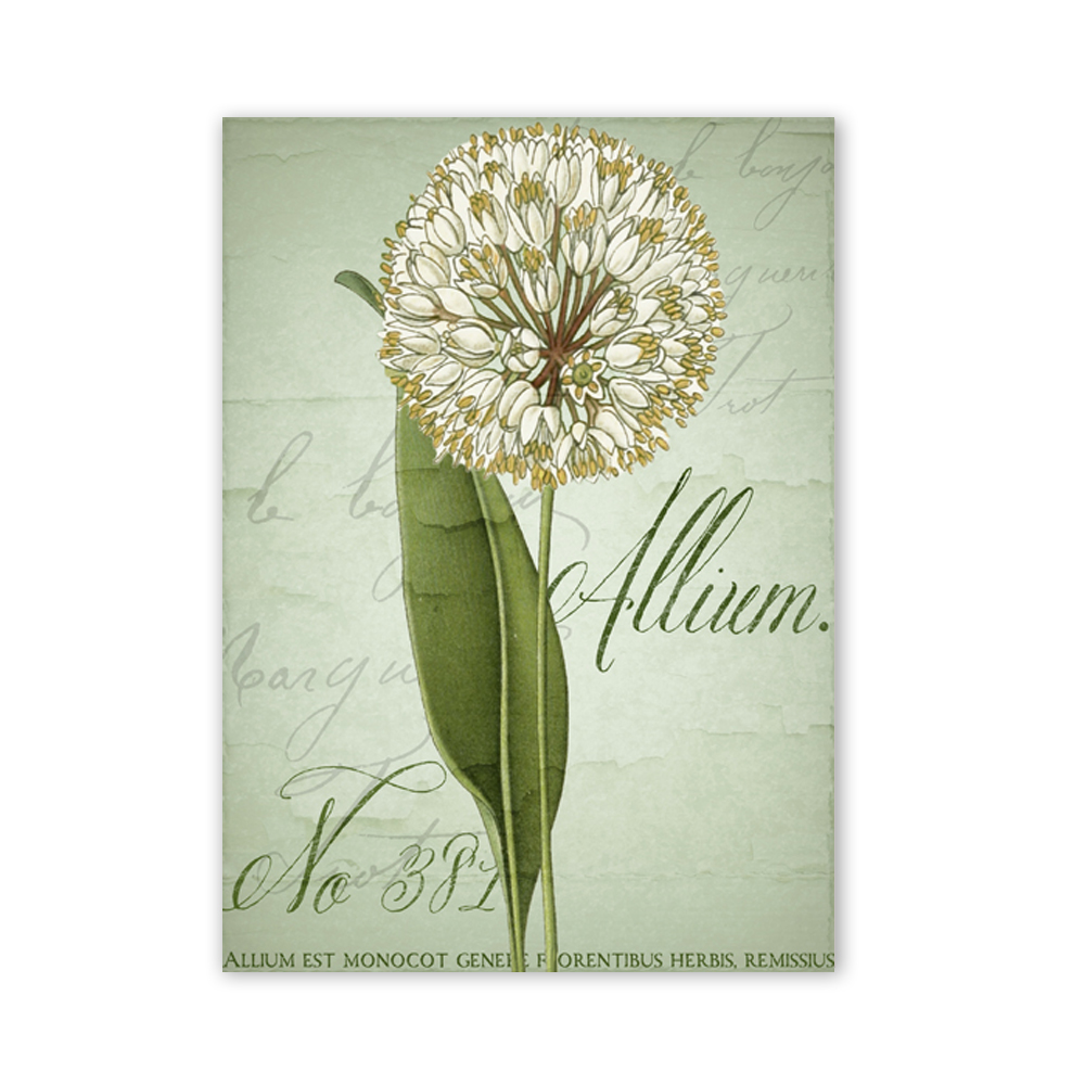 W109 Allium Unframed Wall Canvas Prints for Home Decorations 2 PCS