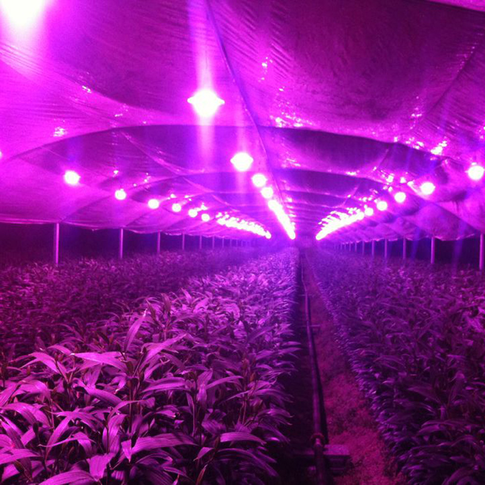 20W 220V LED Full Spectrum Plant Growth Light Chip for Garden