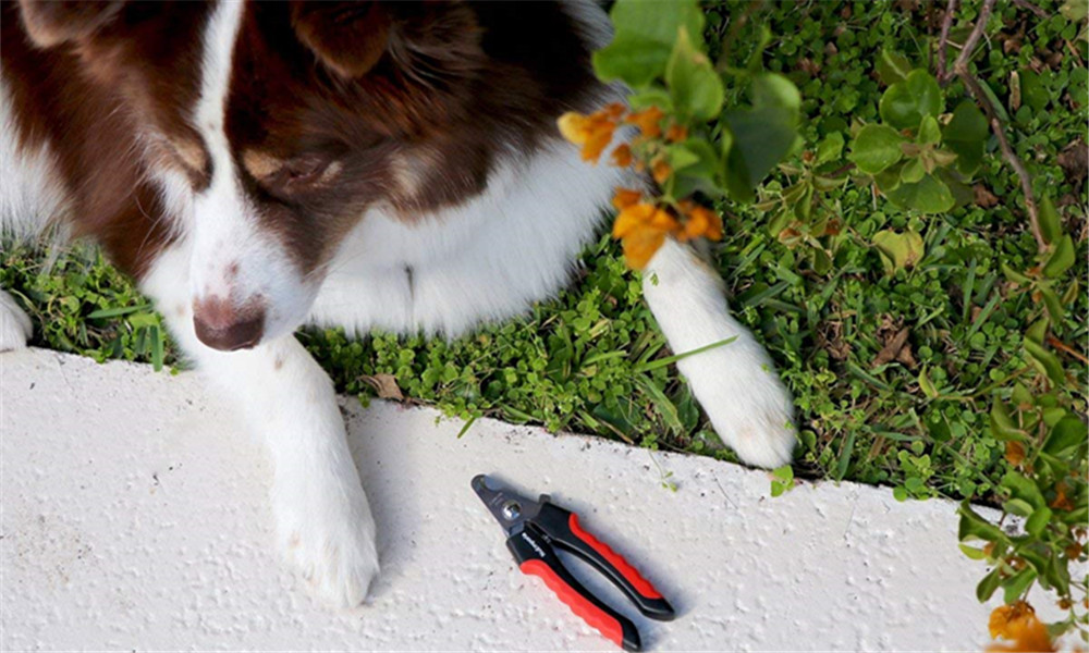 Professional Pet Nail Clipper Scissors for Large or Small Dogs and Cats