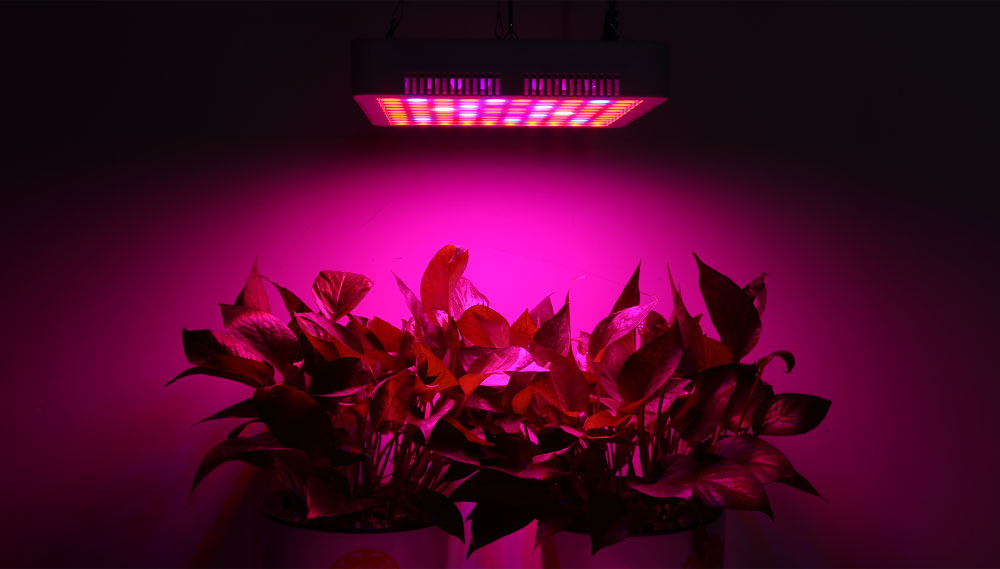 RFC - F300W 100PCS LEDs Grow Light for Veg Flower
