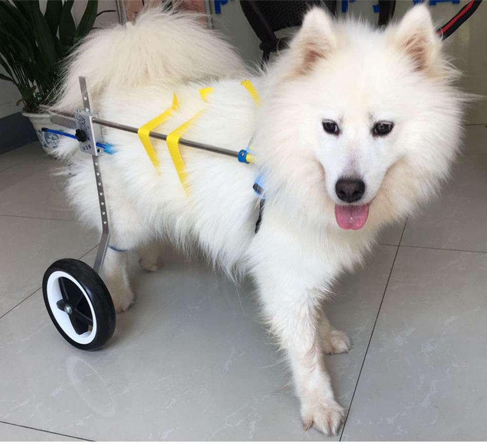 PW - AB Disabled Dog Wheelchair Paralyzed Pet Scooter Assistant